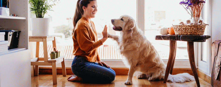 American Cities Are Growing in Popularity with Dog Owners