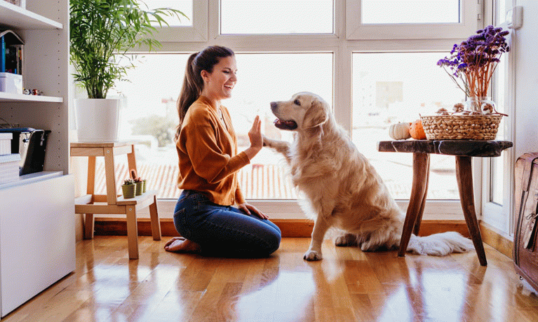 American Cities Are Growing in Popularity with Dog Owners